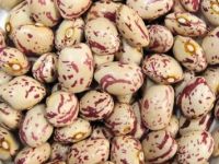 Light Speckled Kidney Beans  Round Shape Xinjiang Origin