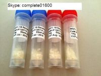 MSP 1-19 (Pv) Recombinant Protein