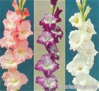 Natural Flowers Suppliers