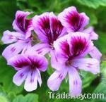 Geranium oil