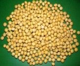 Soybean extract