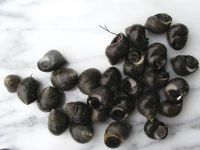 Winkles (littorina littorea)