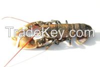Live Blue Lobster (homarus gammarus)