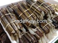 Razor clam (ensis siliqua & ensis ensis)