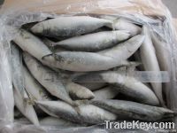 Mackerel Pacific (Frozen - IQF) 