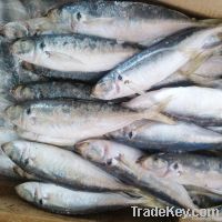 Frozen Horse Mackerel Fish 8-10 pcs/kg