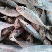 Frozen Jack Mackerel Fish 6-8 pcs/kg