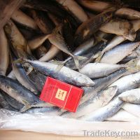 Frozen Pacific Mackerel Fish 8-10pcs/kg