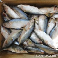 IQF Frozen Indian Mackerel Fish 6-8 pcs/kg