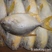 Frozen Golden Pomfret Fish