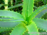 https://fr.tradekey.com/product_view/Aloe-Vera-Products-1897751.html