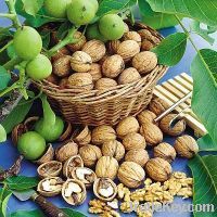 Walnuts, Walnut Kernels