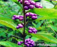 Guangdong Beautyberry Extract (Forsythoside A, Poliumoside)