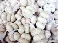 white garlic