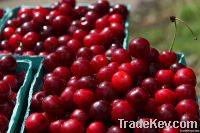 IQF SOUR CHERRY