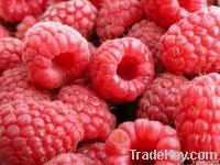 IQF RASPBERRY