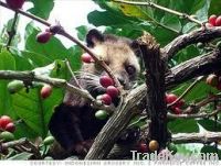 civet coffee