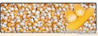 Maize | Maize Exporter | Corn Grain Seller | Maize Buyer | Bulk Maize Grain Importer | Corn bean Buyer | Corn bean Wholesaler | Corn Grain Manufacturer | Best Quality Corn Grain | Cheap Maize Supplier | Low Price Corn | Yellow Corn | White Cron | Baby Mai