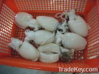 Frozen Baby Cuttlefish