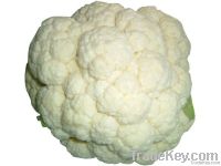 low price for fresh Cauliflower !!!