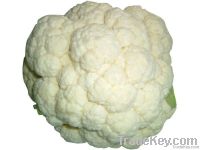 Low Price For Fresh Cauliflower !!!