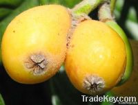 deliciours loquat is sold in wholesale price !!!