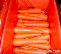 sell delicious carrot in wholesale price !!!
