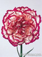 spray carnation