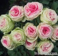 garden roses