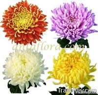 chrysanthemum