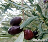 POMACE OLIVE OIL