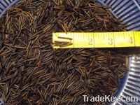 Canadian Wild Rice