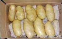 fresh holland potatoes 2011 crop