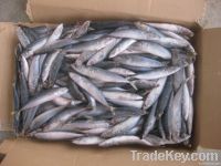 frozen sardines fish (Sardinella longiceps)