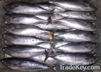 frozen bonito tuna fish