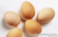 fresh eggs