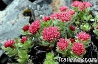 Rhodiola Rosea Extract