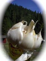 elephant garlic