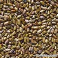 CASSIA TORA SEMEN SEED