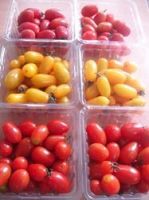 https://www.tradekey.com/product_view/Cherry-Tomatoes-6485657.html
