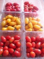 https://es.tradekey.com/product_view/Cherry-Tomatoes-6485657.html