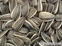 New Crop Sunflower Seeds Suppliers | Sunflower Seed Exporters, | Sunflower Black Seed  | Striped Black Seed | Flowers Seed | Sunflower Kernels