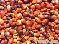 Palm oil