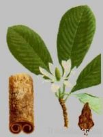 Magnolia Bark Extract Honokiol>2%~99%    