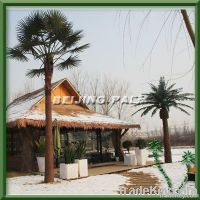 Outdoor washingtonia palm tree