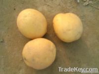 FRESH POTATO, leading potato exporter from Bangladesh
