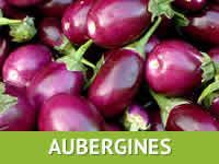 https://fr.tradekey.com/product_view/Aubergines-6762045.html