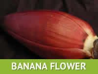 https://ar.tradekey.com/product_view/Banana-Flower-6762063.html