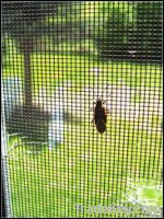 Insect/Window Screens