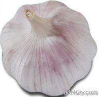 Chinese Fresh Normal White Garlic 2011 New Crop 5.5 CM